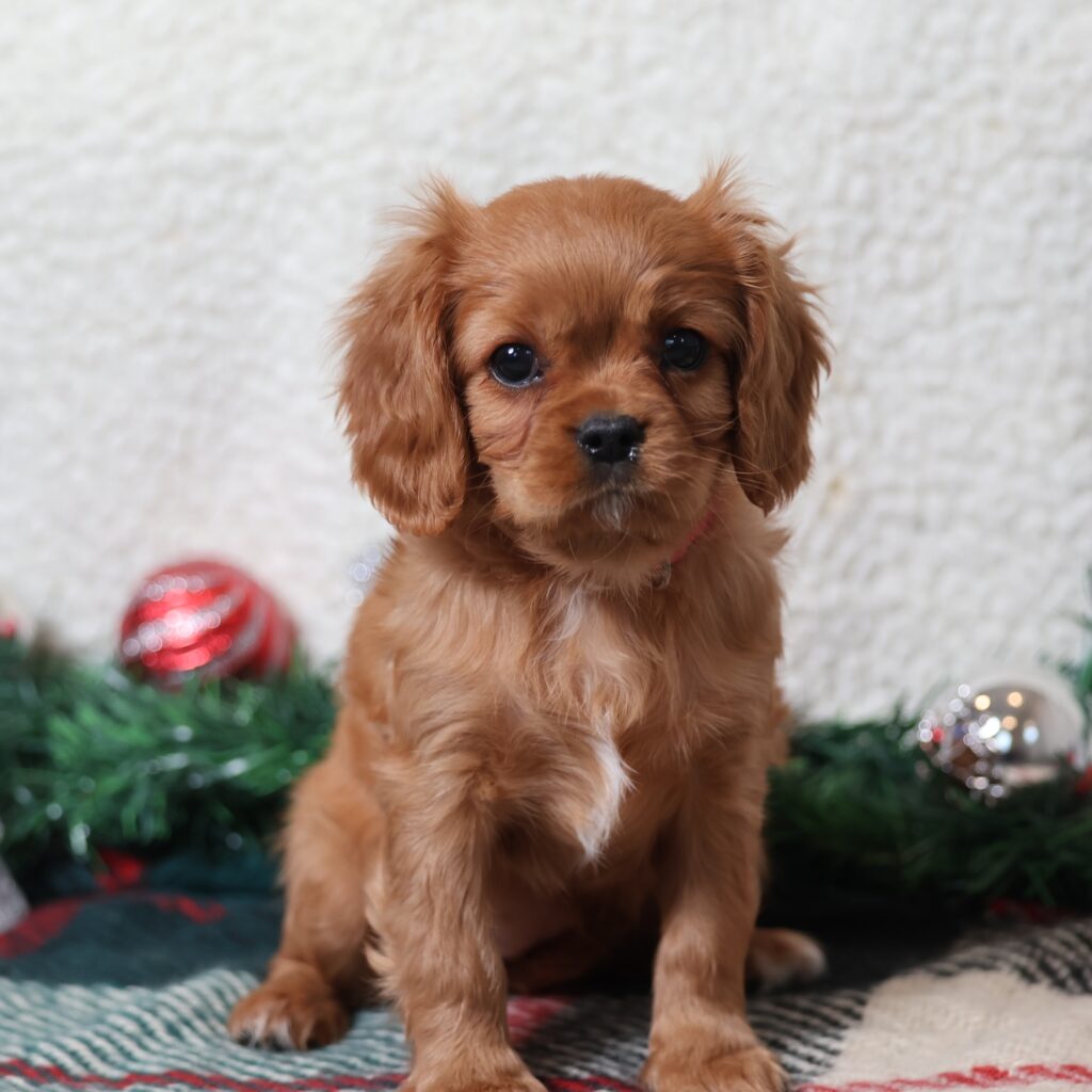 cavalier king charles cavalier puppies