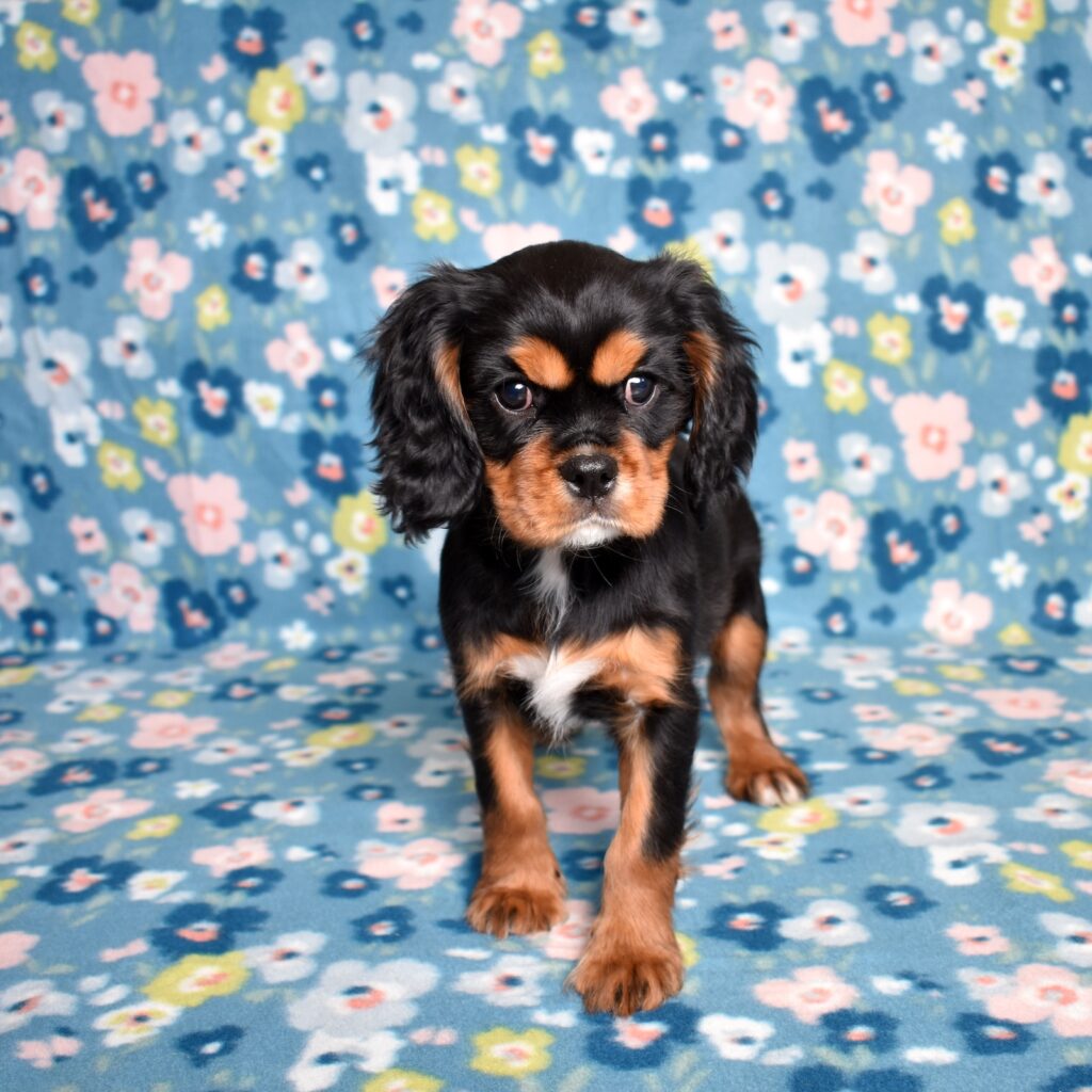 cavalier king charles puppies near me