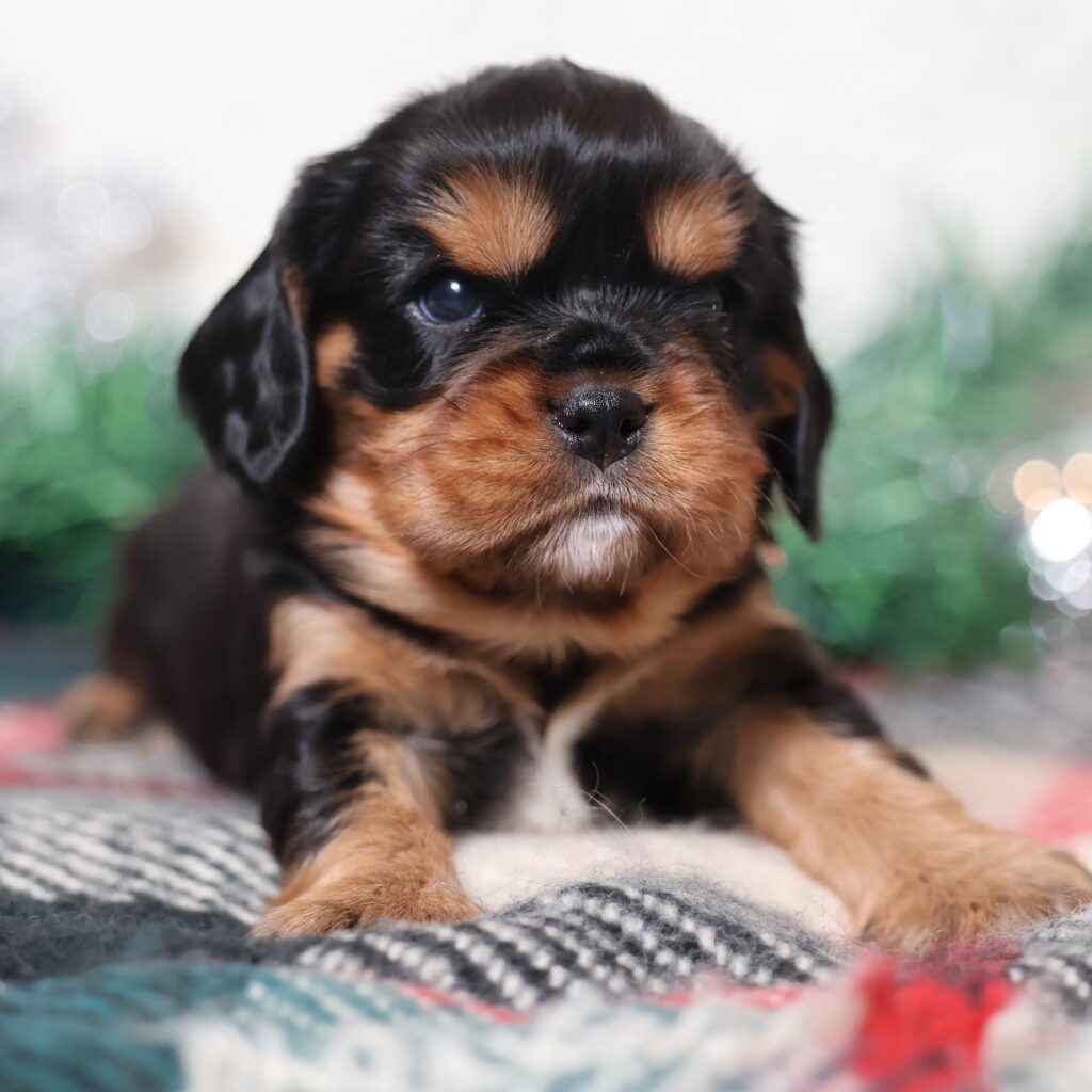 cavalier king charles spaniel adoption