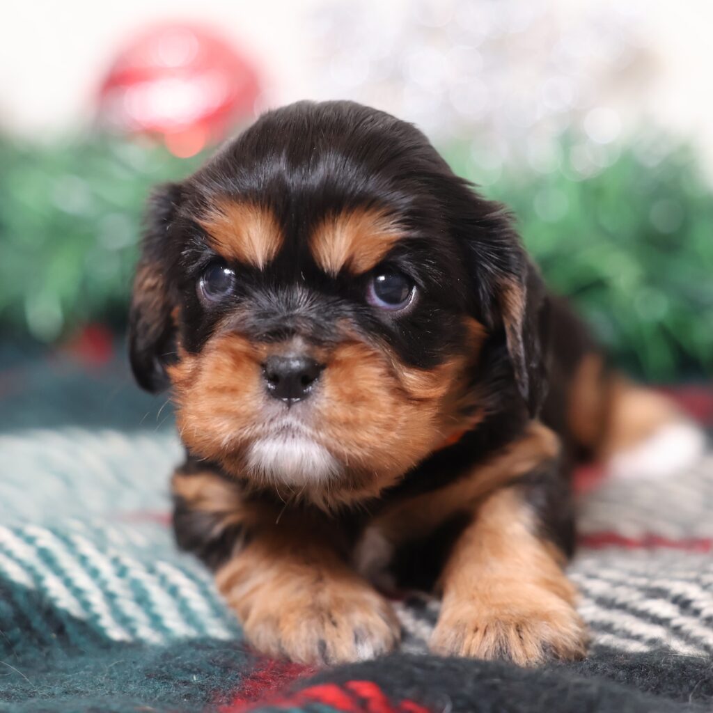 cavalier king charles spaniel black and tan