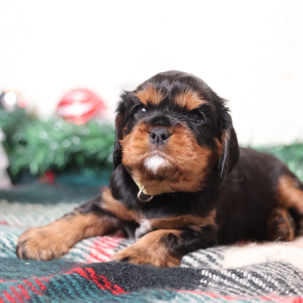 cavalier king charles spaniel black and tan