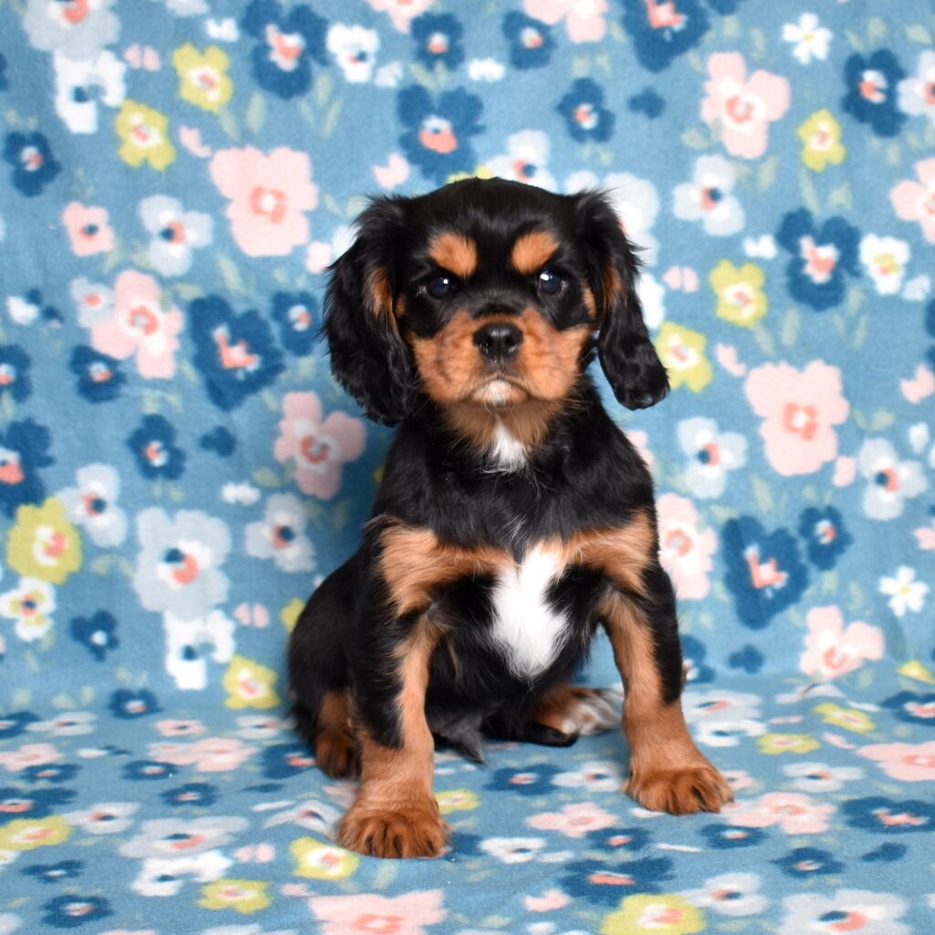 cavalier king charles spaniel black and tan