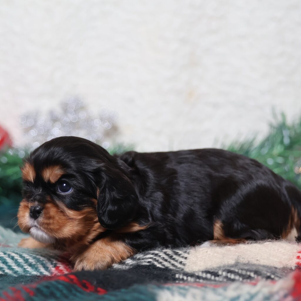 cavalier king charles spaniel black and tan for sale