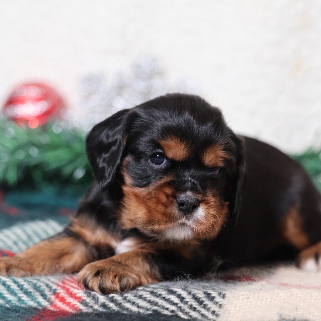 cavalier king charles spaniel breeders