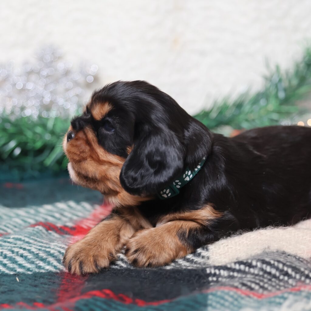 cavalier king charles spaniel for sale