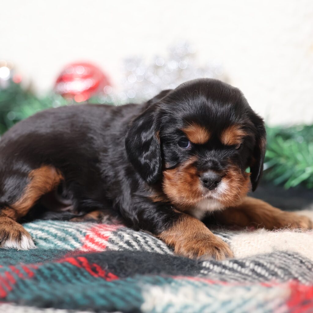 cavalier king charles spaniel for sale near me