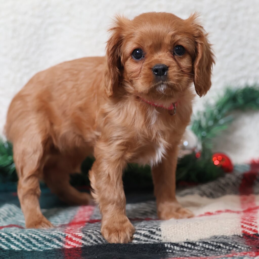 cavalier king charles spaniel puppies