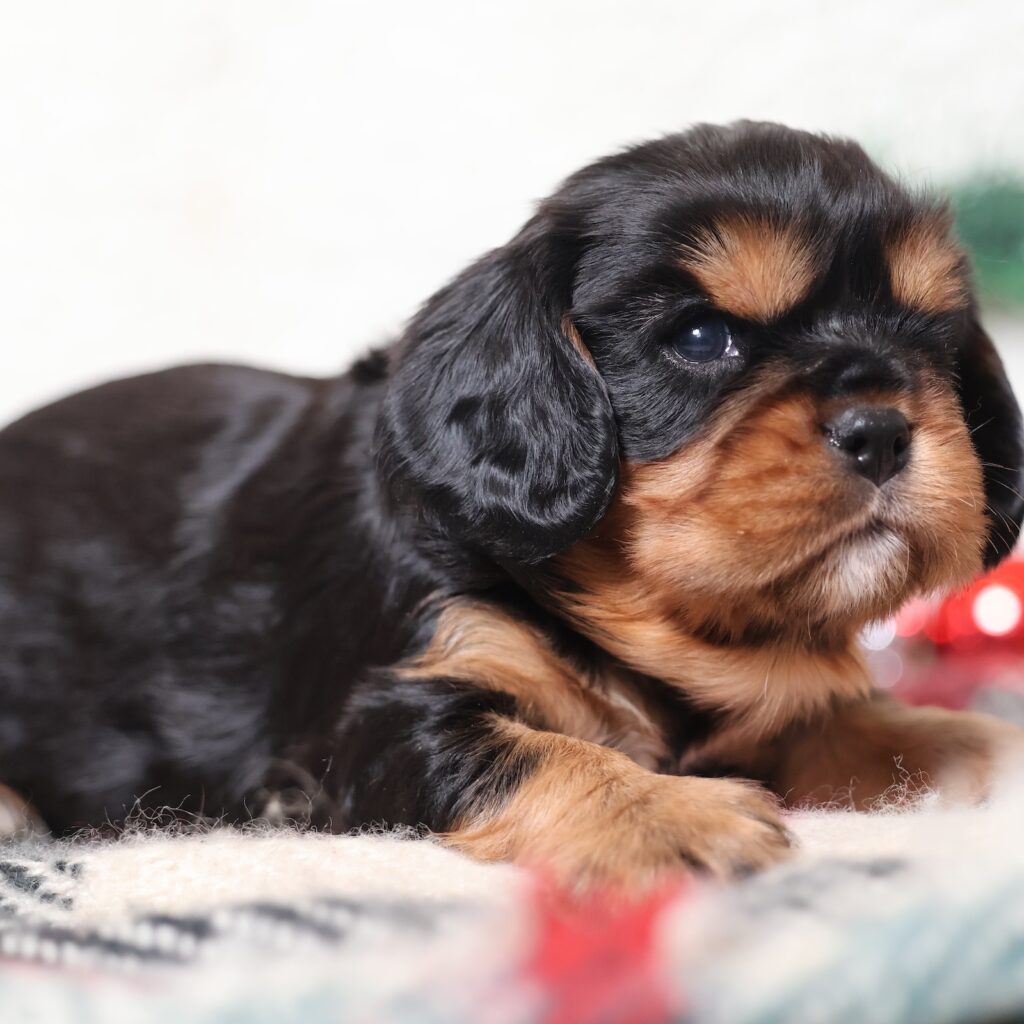 cavalier king charles spaniel puppies