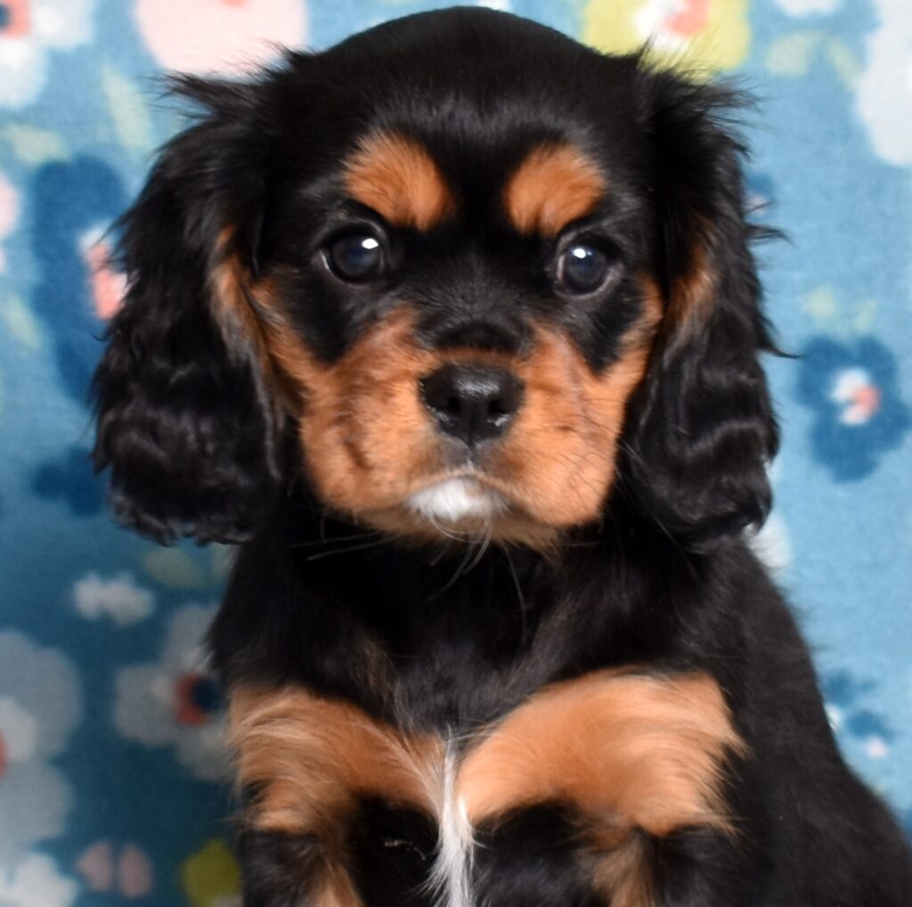 cavalier king charles spaniel puppies