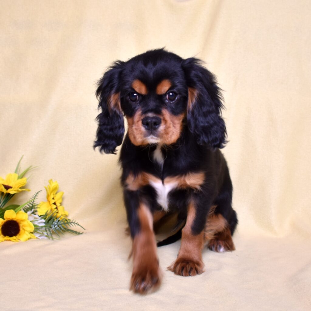 cavalier king charles spaniel puppies