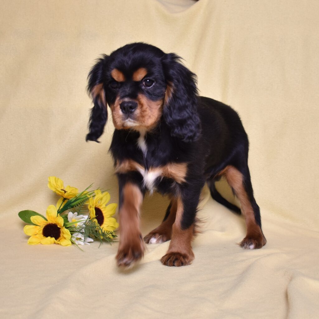 cavalier king charles spaniel puppies black and tan