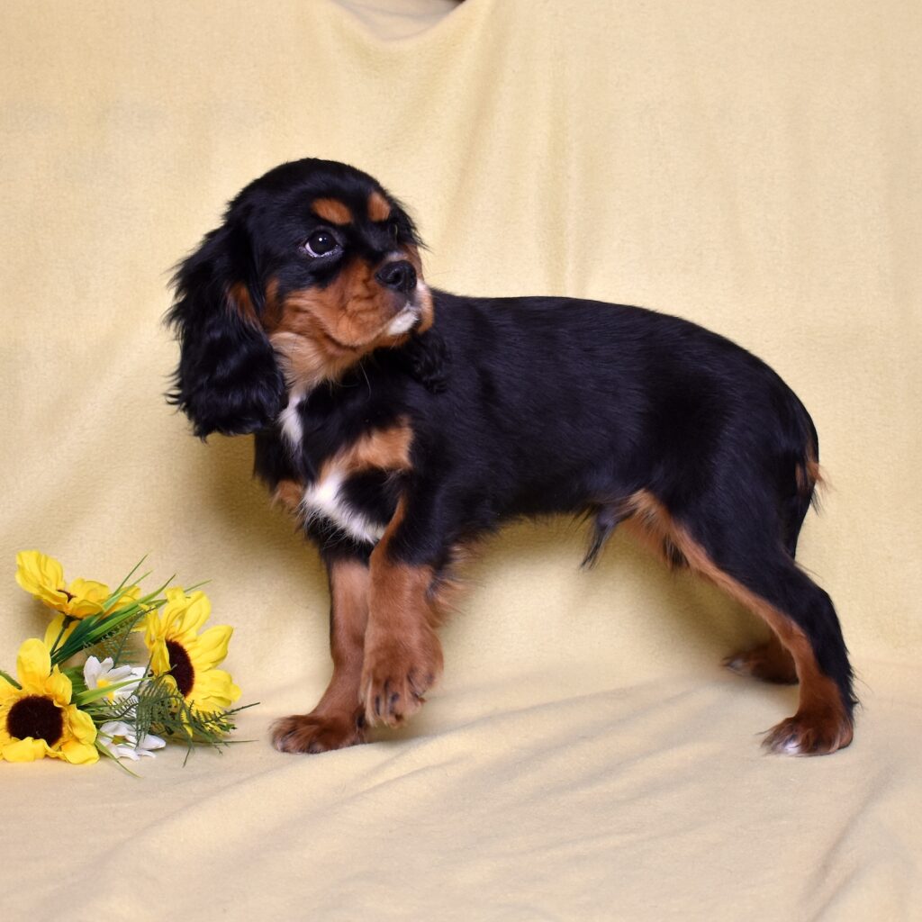 cavalier king charles spaniel puppies breeder