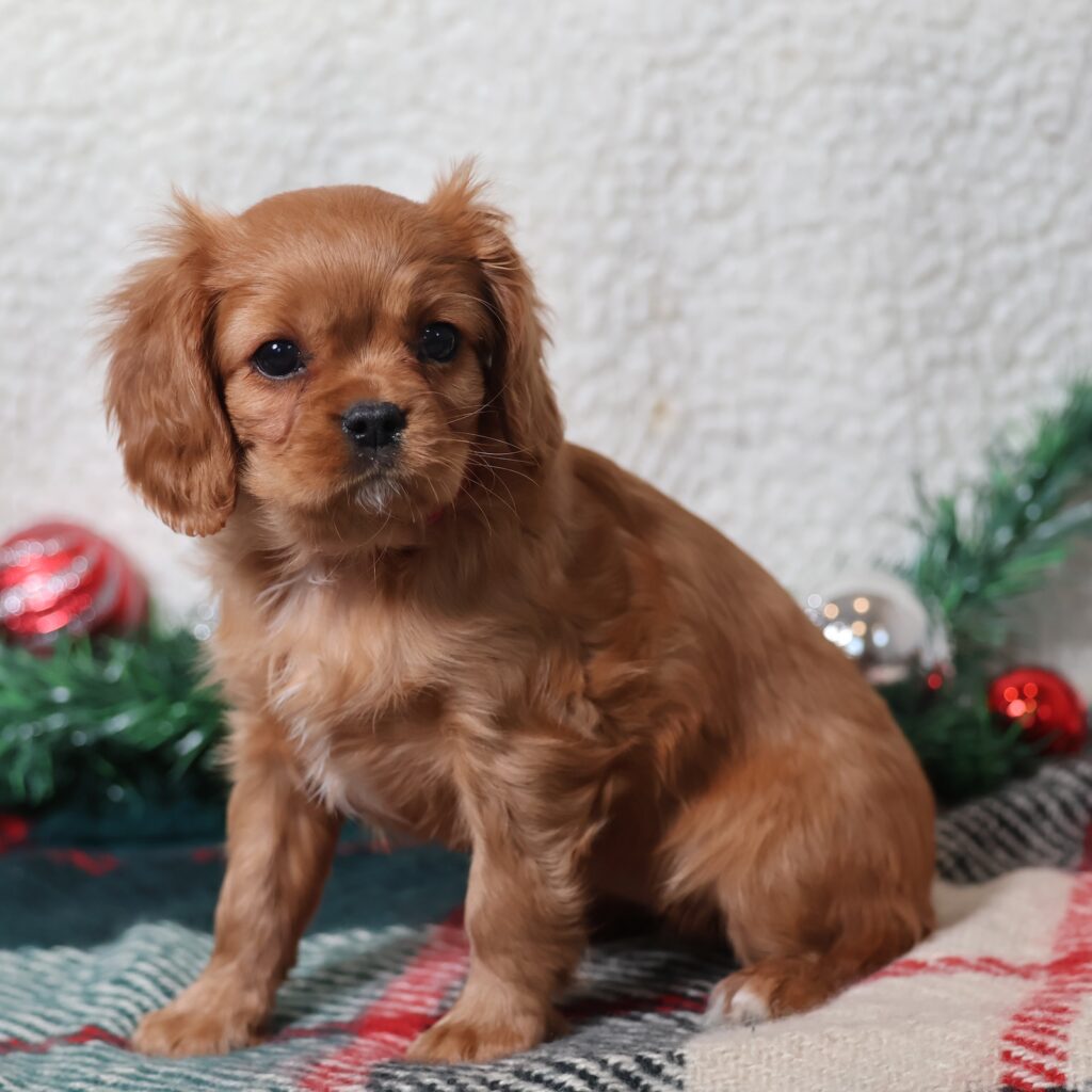 cavalier king charles spaniel puppies for sale