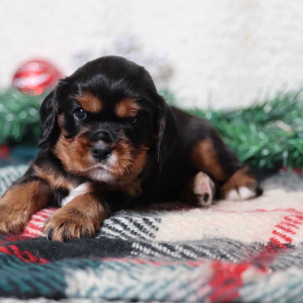 cavalier king charles spaniel puppies for sale