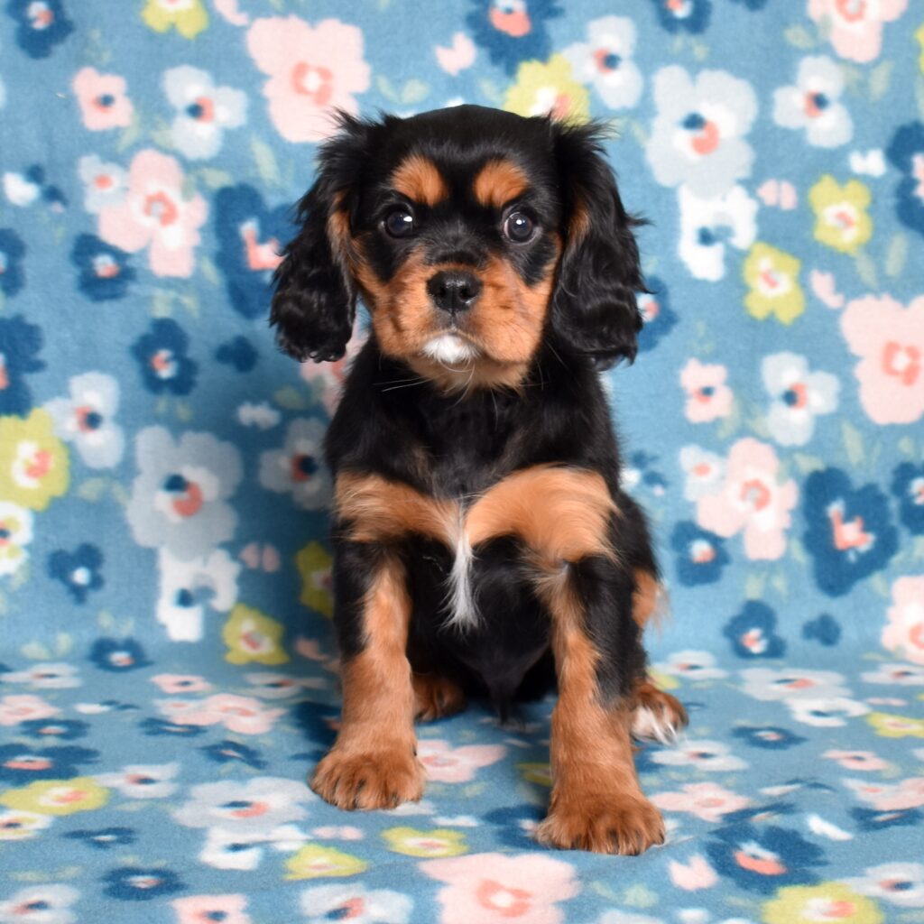 cavalier king charles spaniel puppies for sale