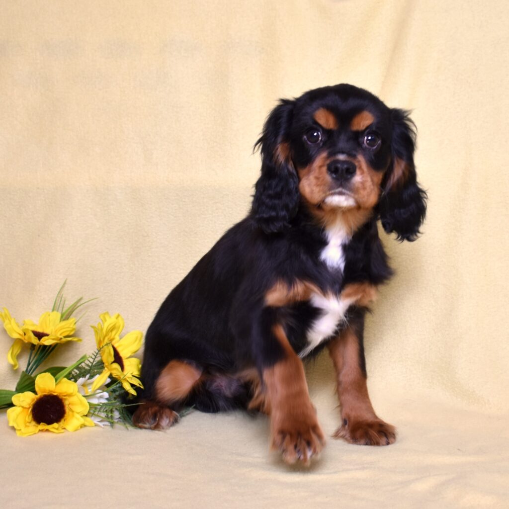 cavalier king charles spaniel puppies for sale
