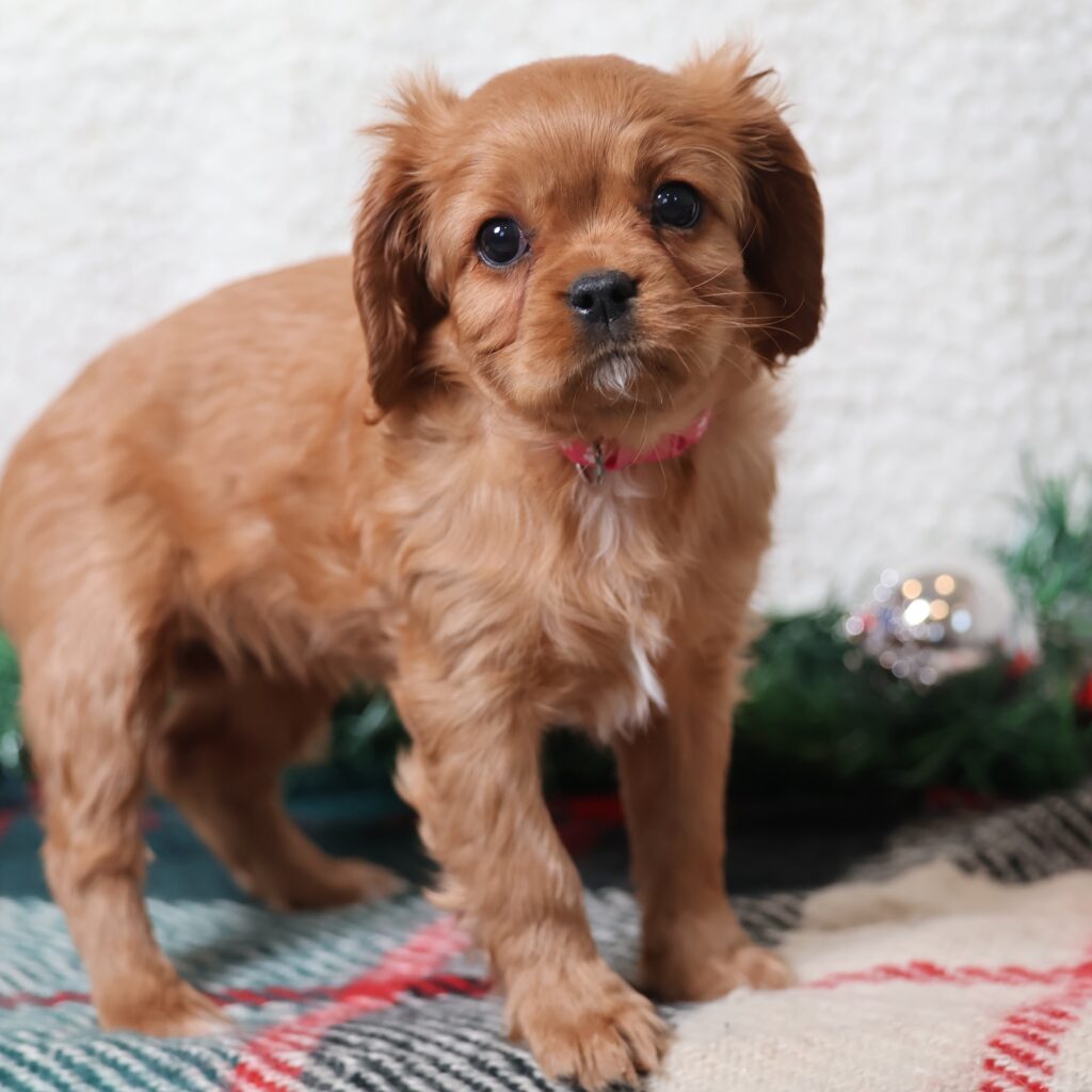 cavalier king charles spaniel puppies for sale near me