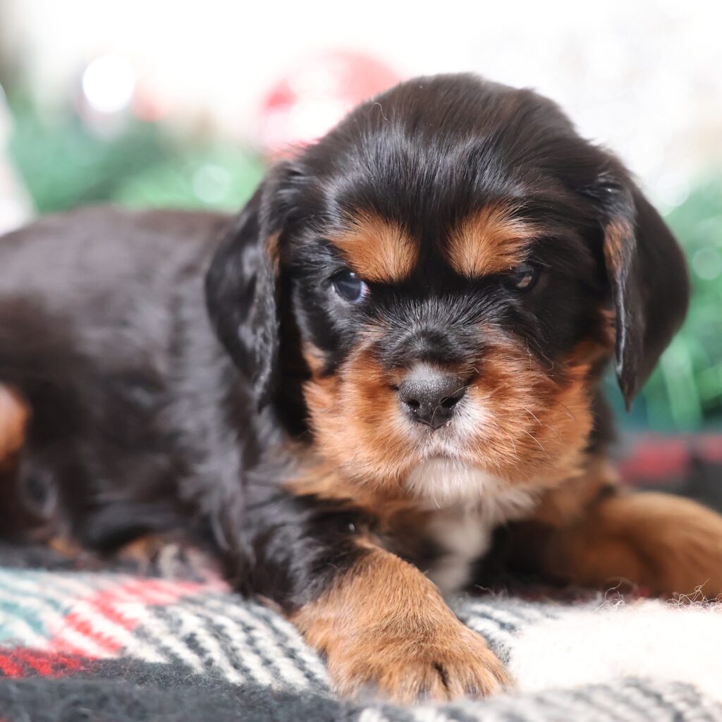 cavalier king charles spaniel puppies for sale near me