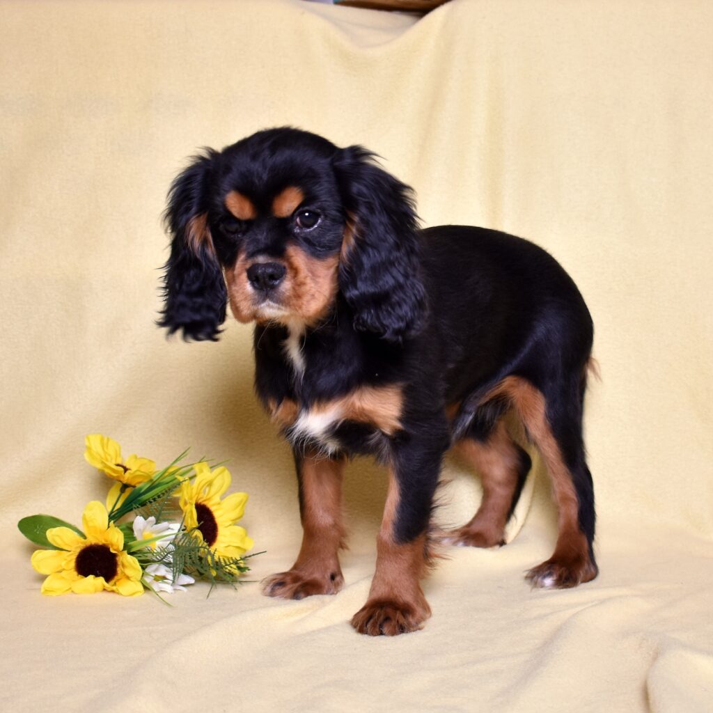cavalier king charles spaniel puppy
