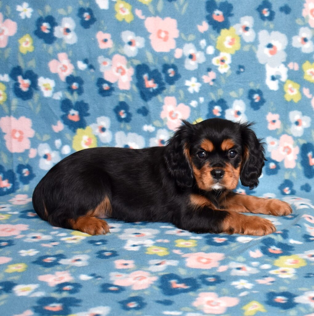 cavalier king charles spaniel puppy