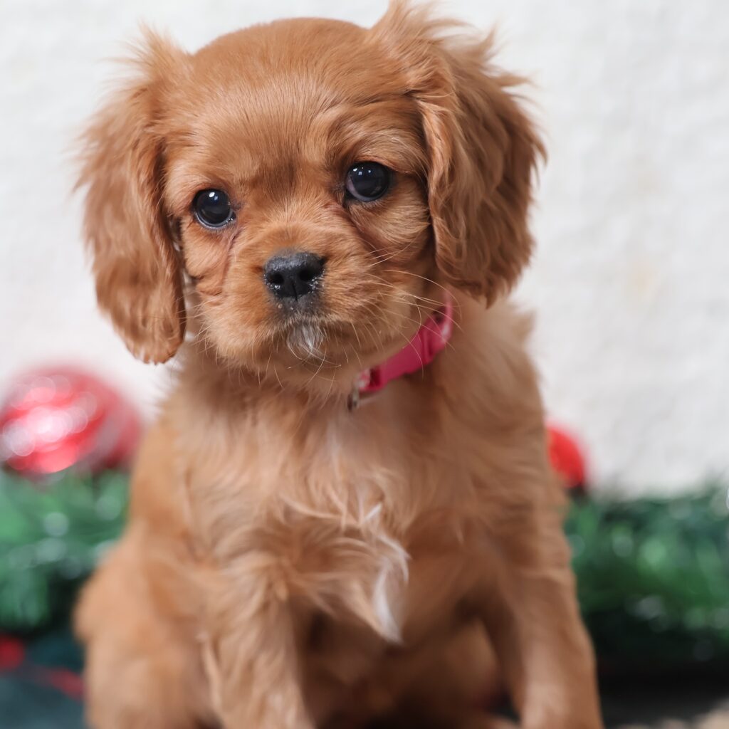 cavalier king charles spaniel puppy