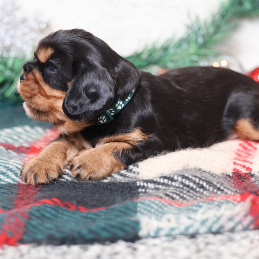 cavalier king charles spaniel spaniel