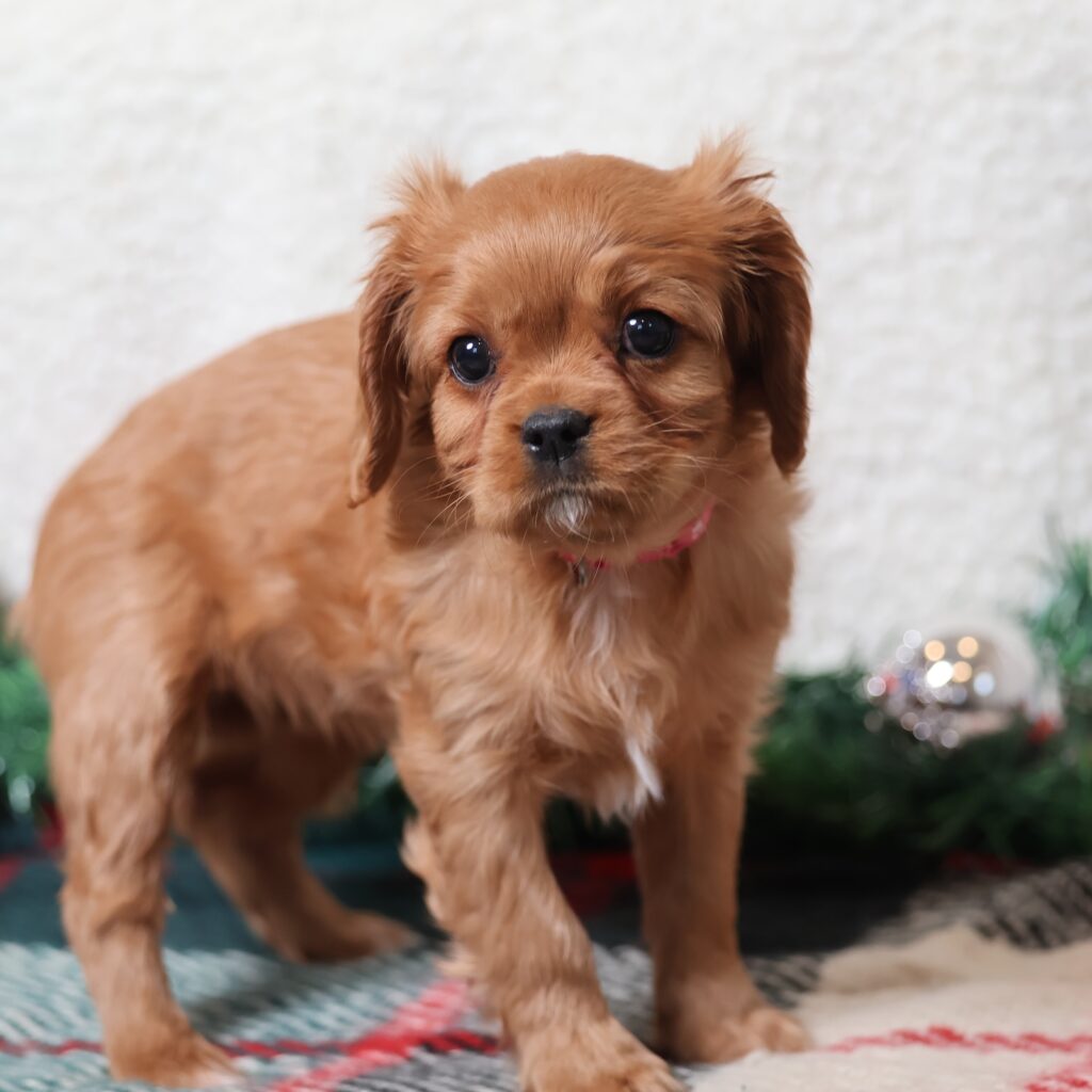 cavalier puppies