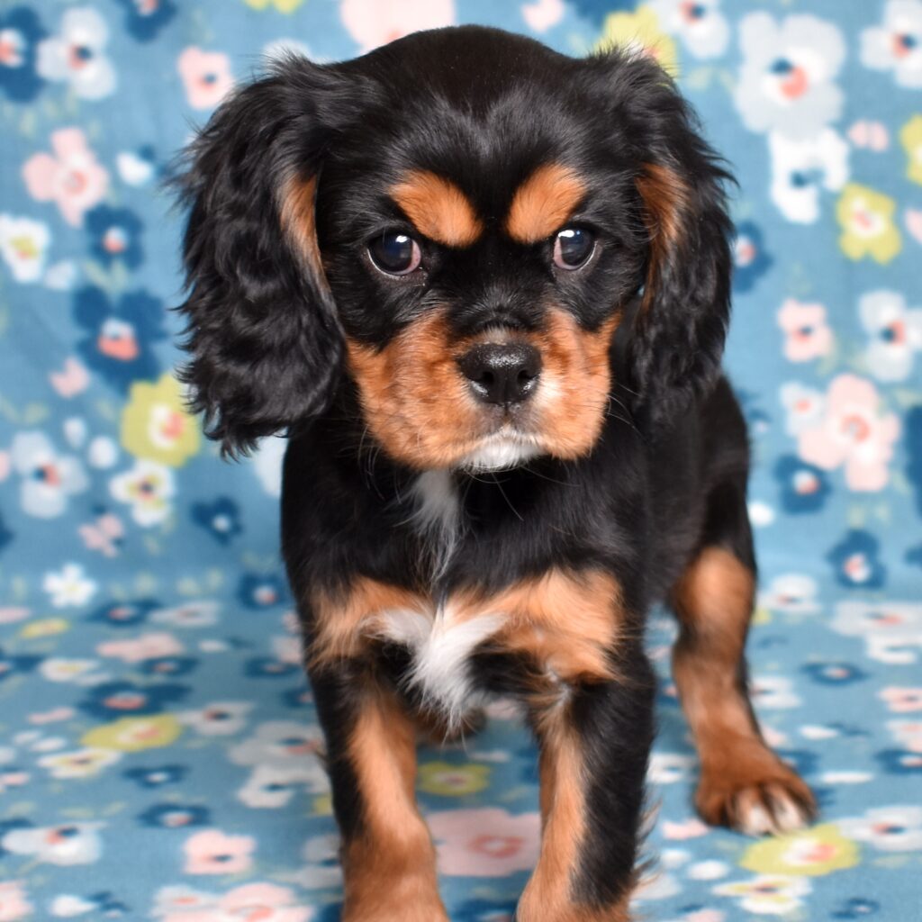 cavalier puppies near me