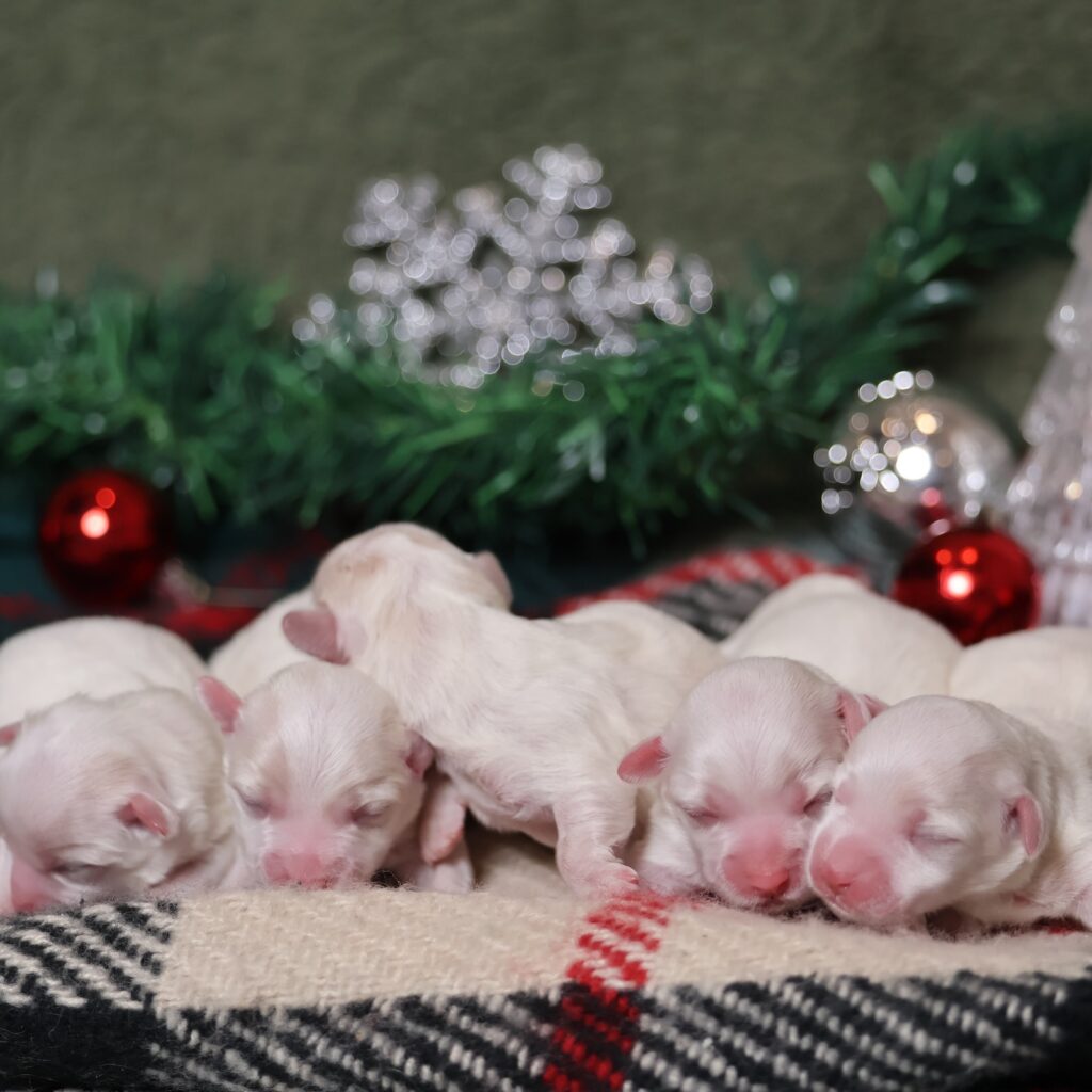coton de tulear dog puppy