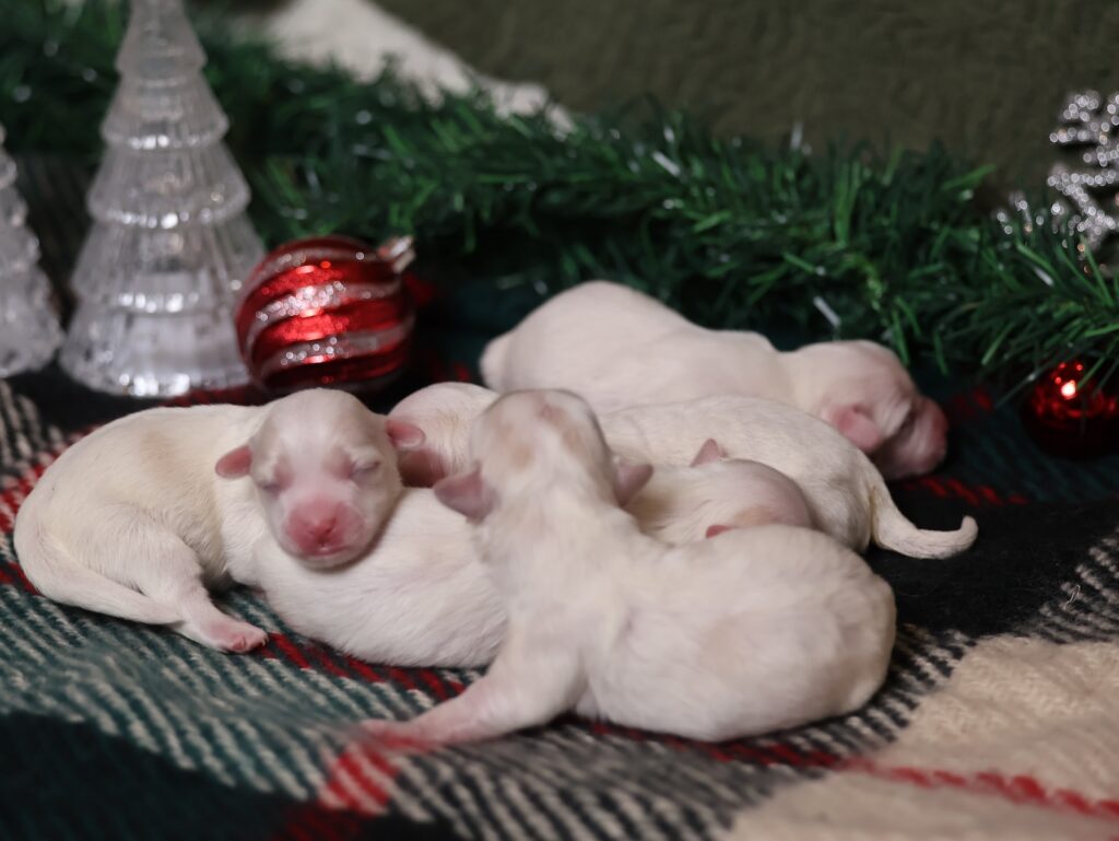 coton de tulear puppies for sale