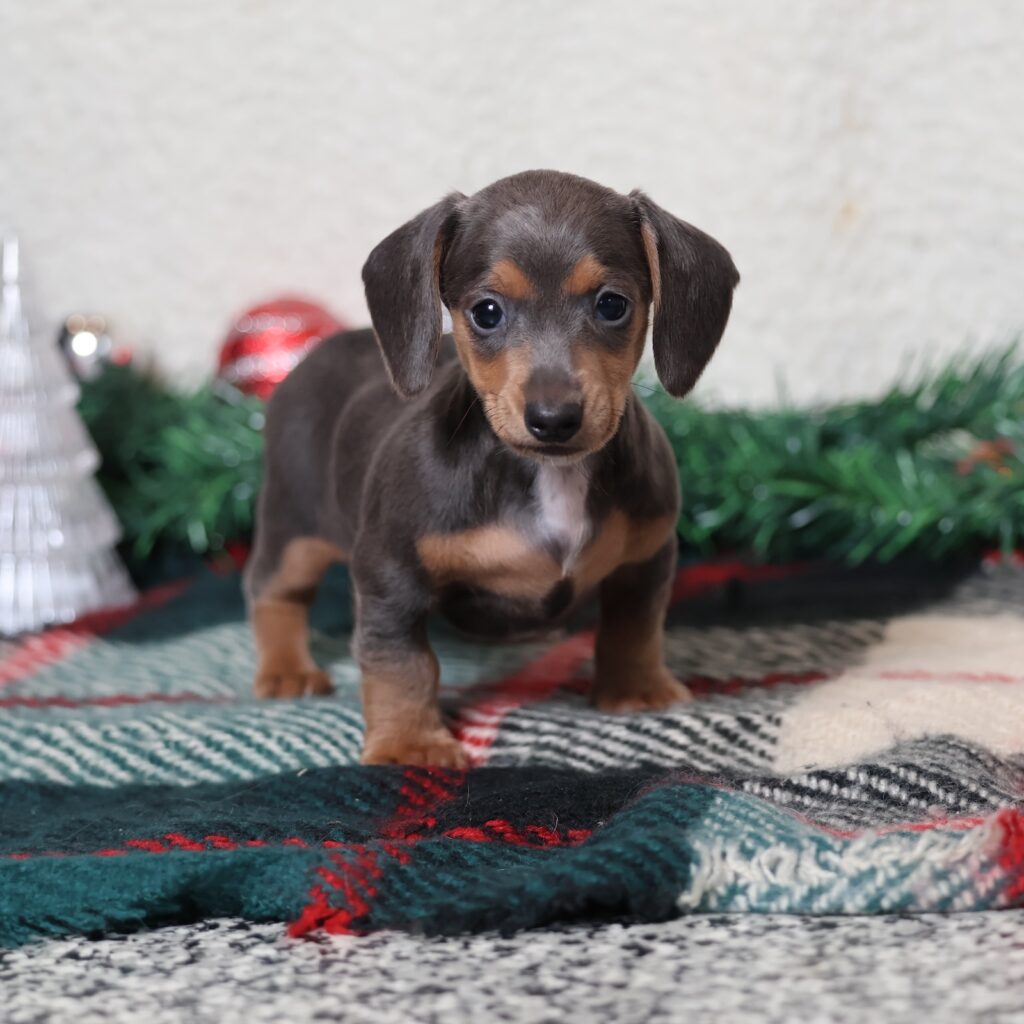 dachshund puppies short hair