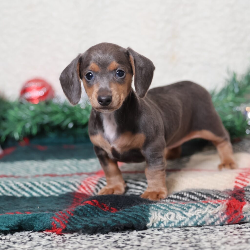 dachshund short hair for sale