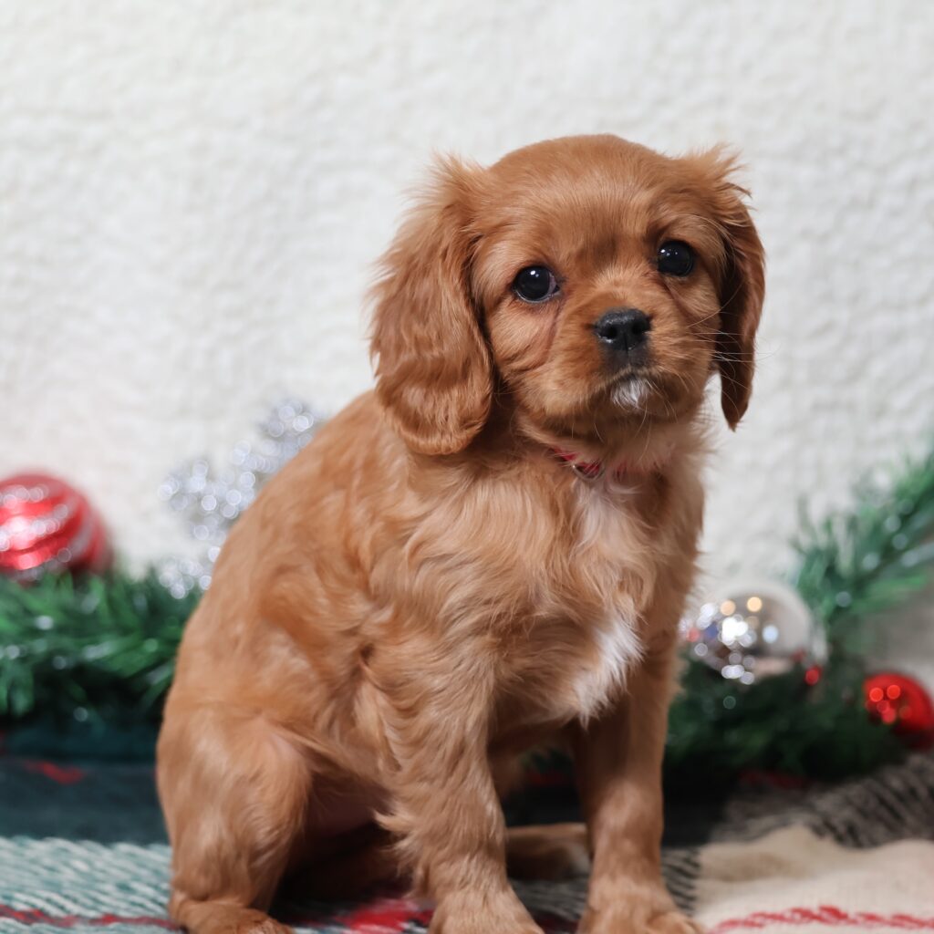 king charles cavalier puppies