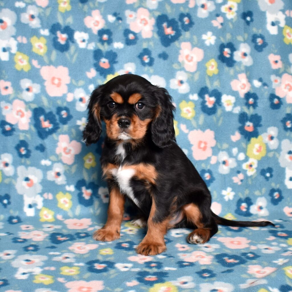 king charles cavalier puppies for sale