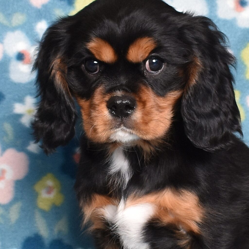 king charles cavalier puppies for sale near me