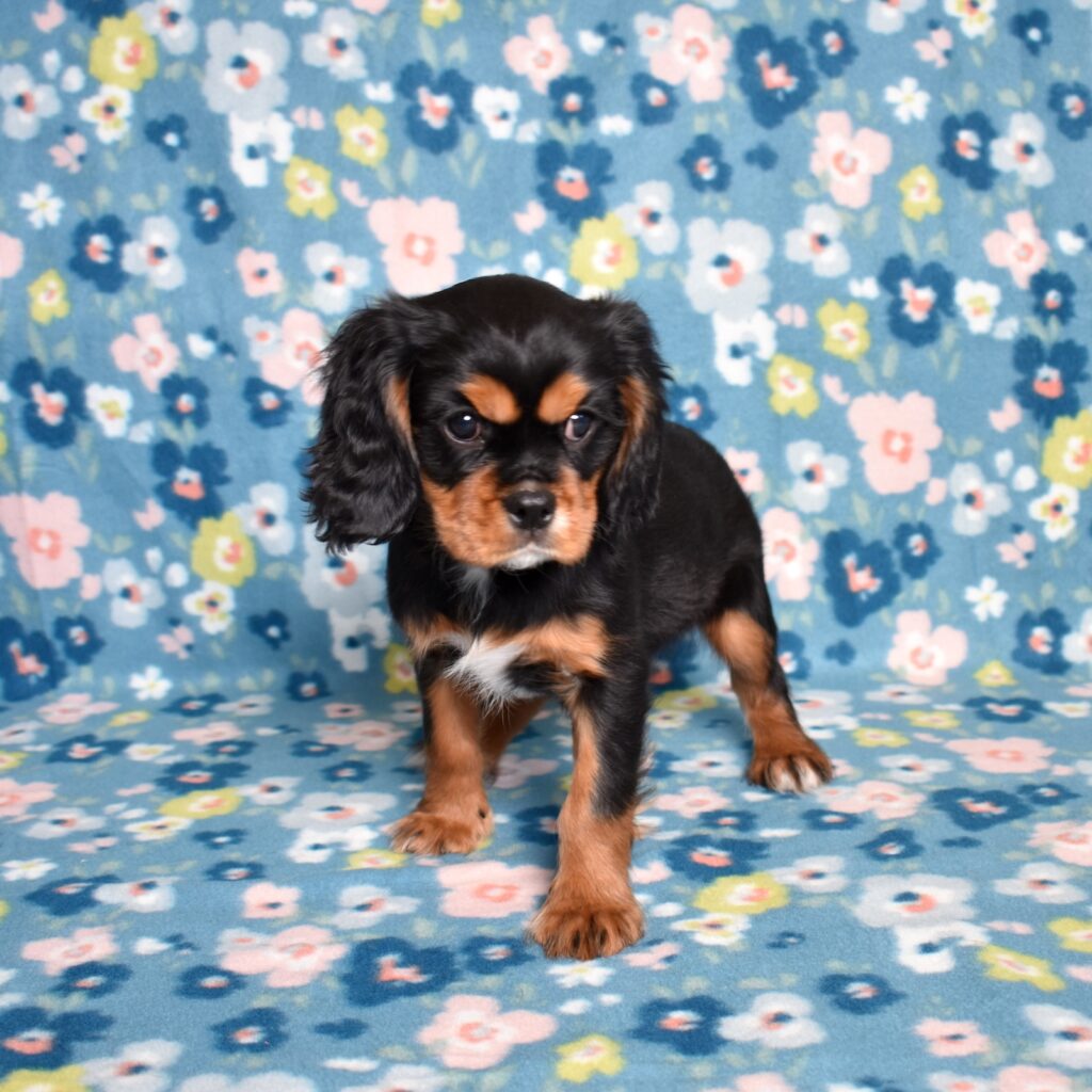 king charles cavalier puppies near me