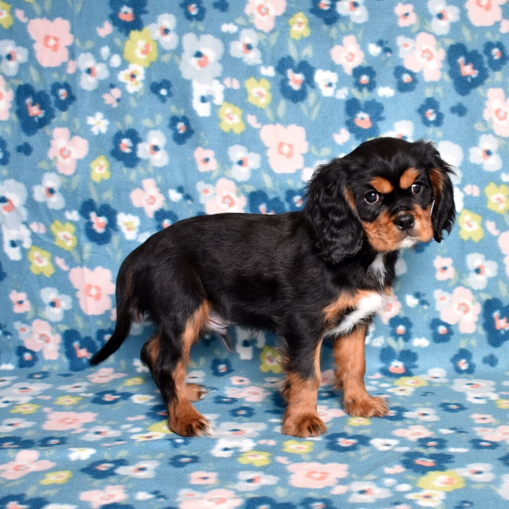king charles cavalier puppy