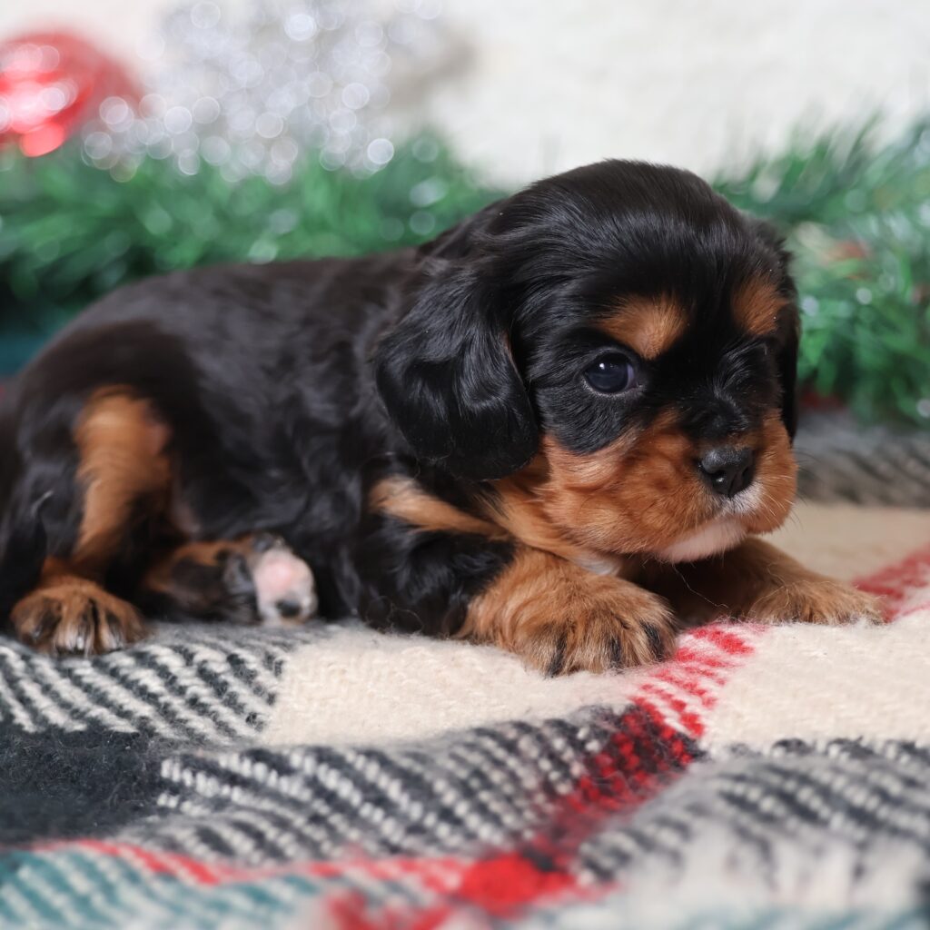 king charles cavalier spaniel black and tan