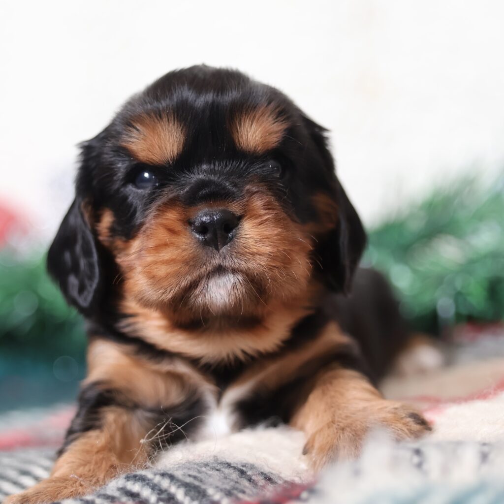 king charles spaniel and cavalier king charles
