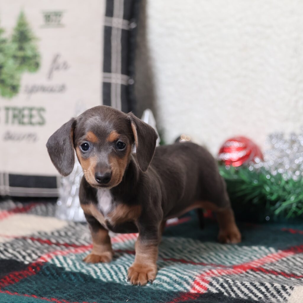 miniature dachshund short hair for sale