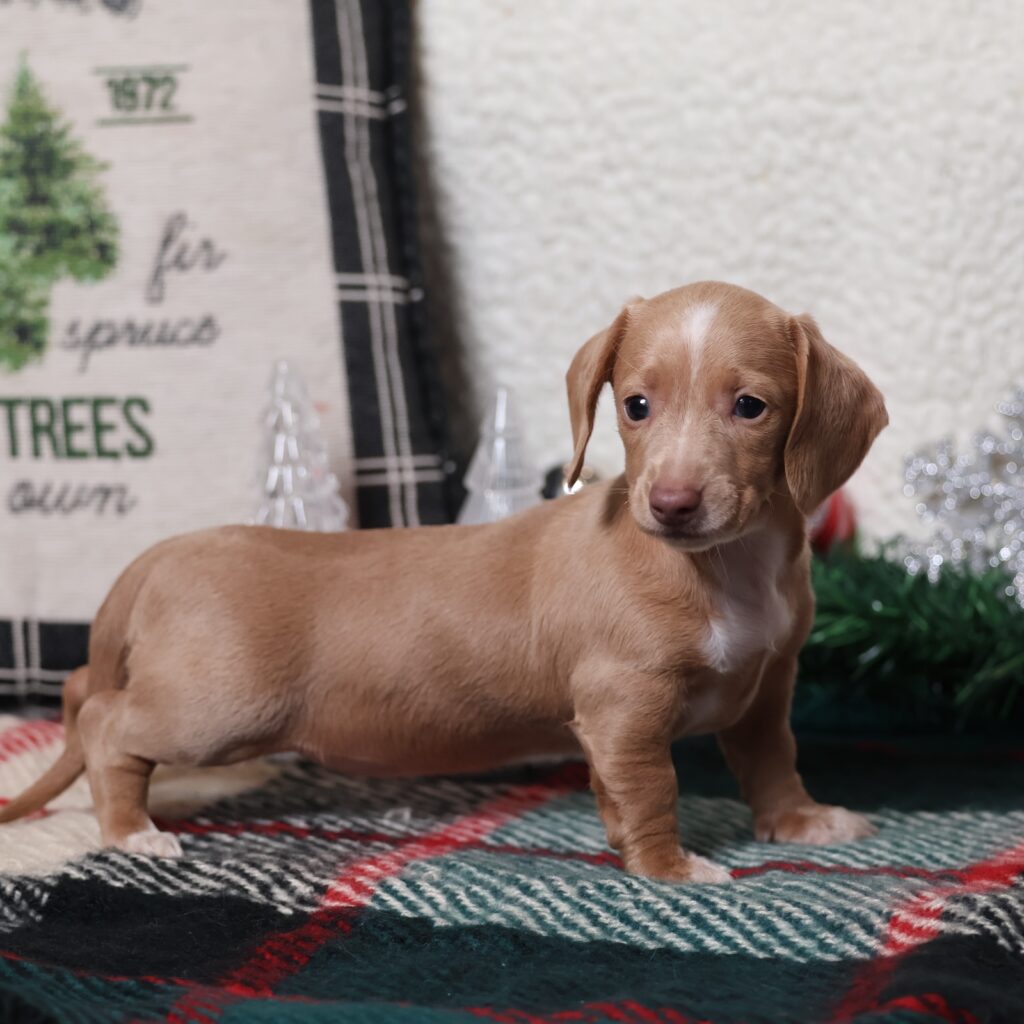 miniature short haired dachshund