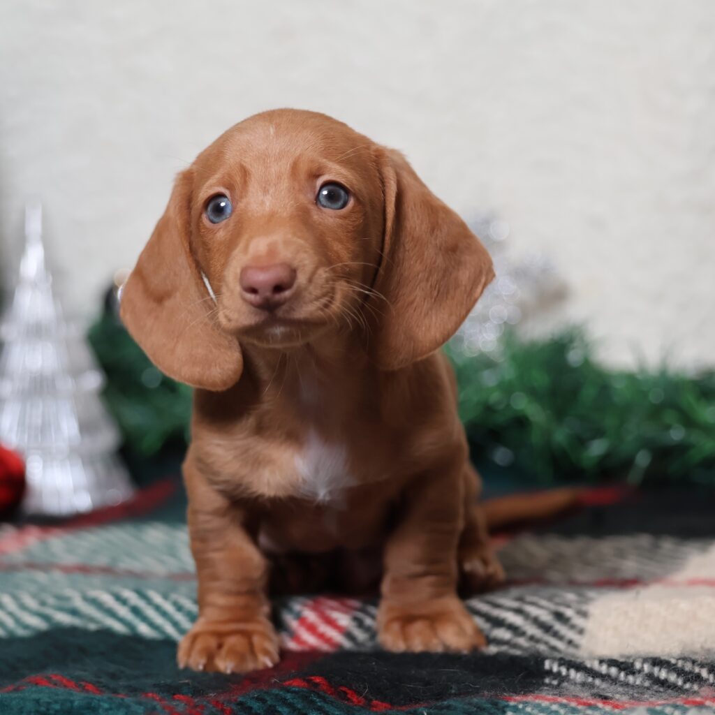 red dachshund dog