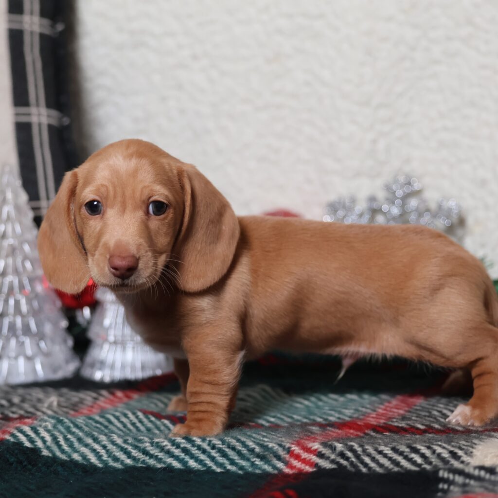 red dachshund miniature