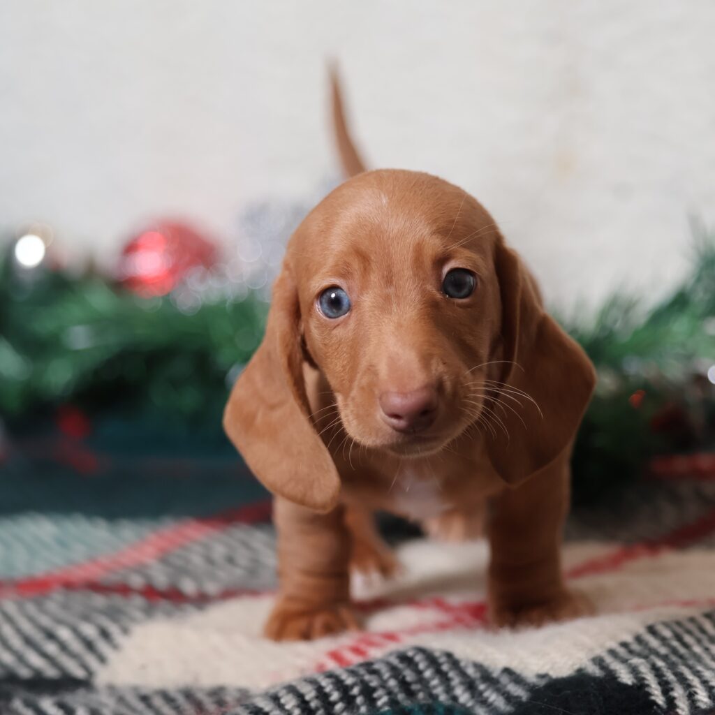 red dachshund puppy