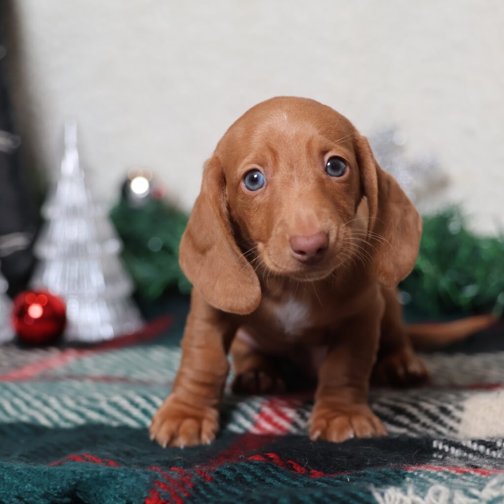 red dachshund short hair