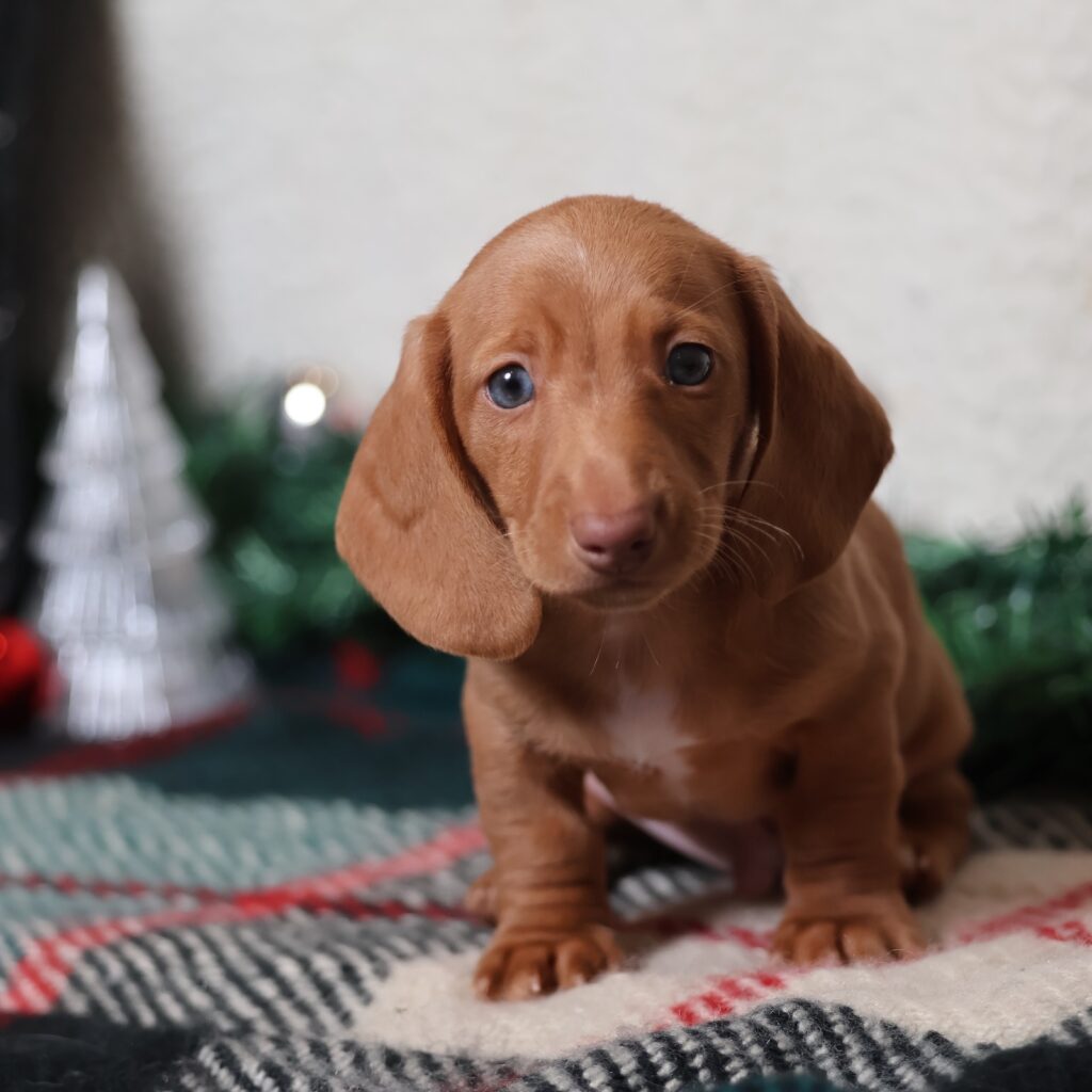 red mini dachshund