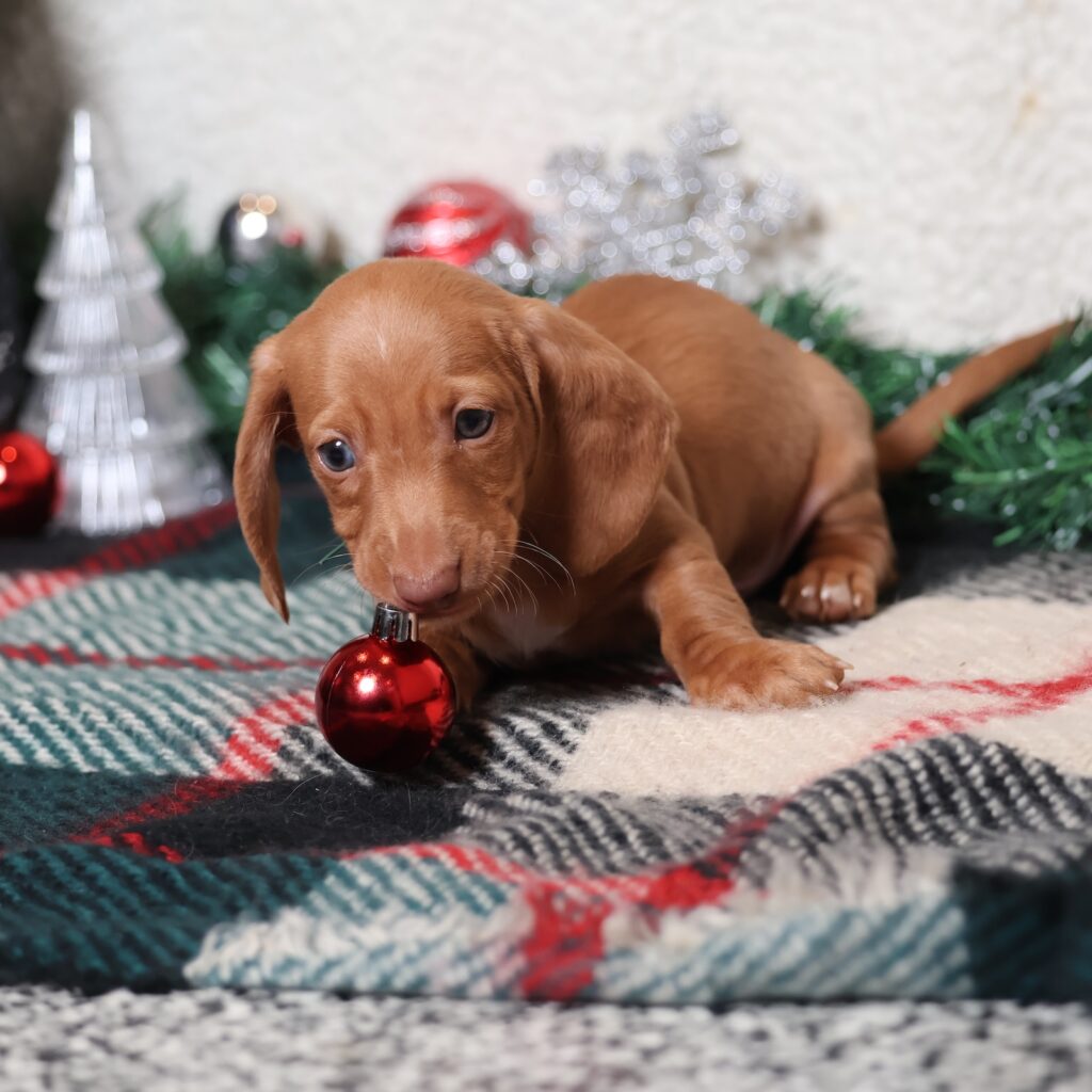 red miniature dachshund puppies