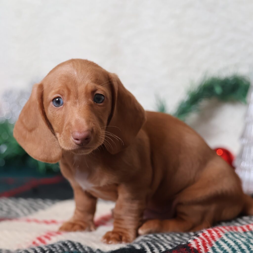 red shaded dachshund