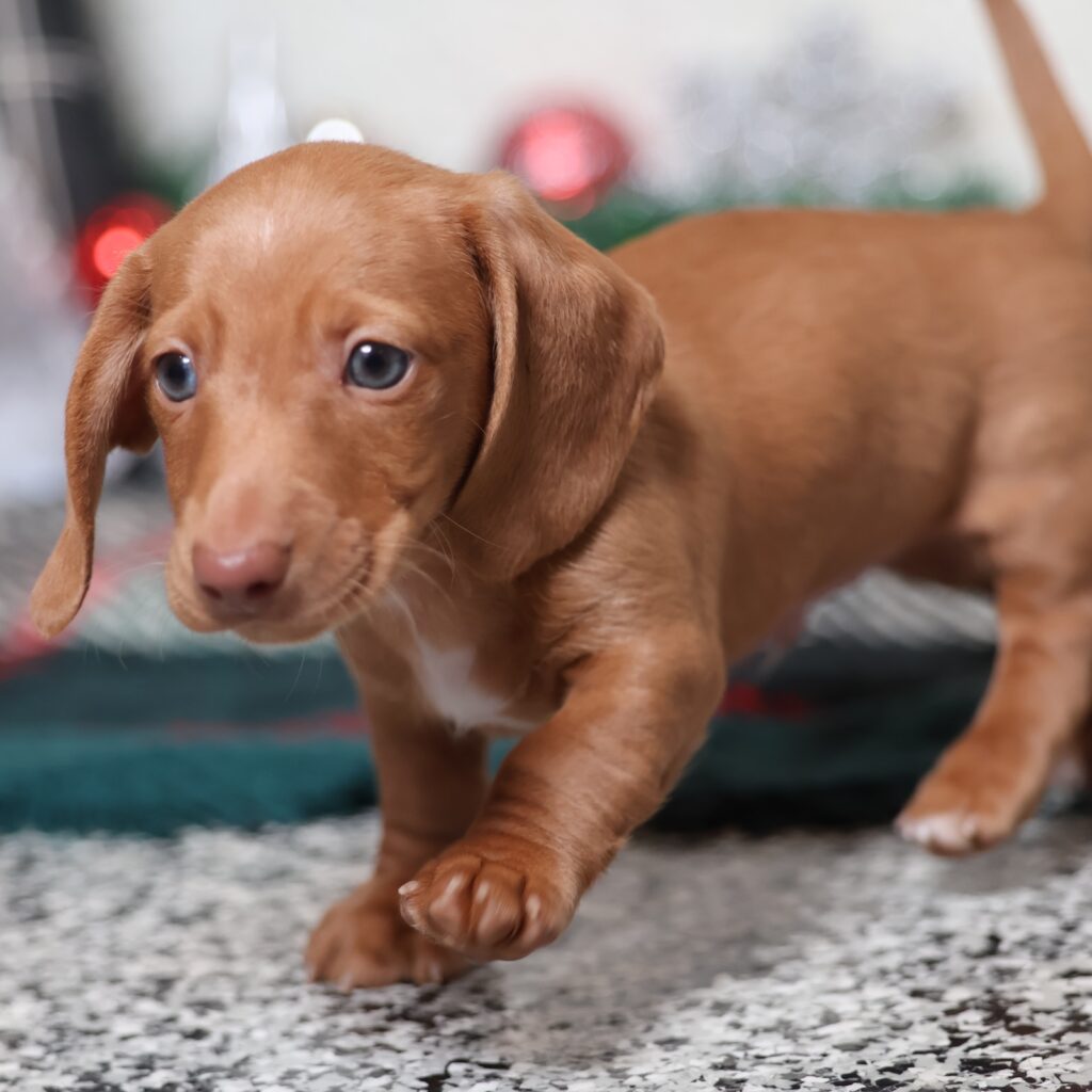 red short haired dachshund