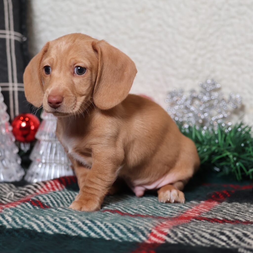 red smooth dachshund
